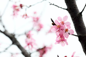 Enlarge photo 113