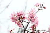 Enlarge photo 114