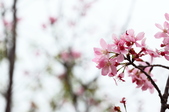 Enlarge photo 115