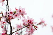 Enlarge photo 116