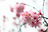 Enlarge photo 117