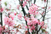 Enlarge photo 118