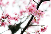 Enlarge photo 119