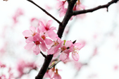 Enlarge photo 120