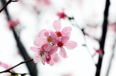 Enlarge photo 122