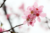 Enlarge photo 123