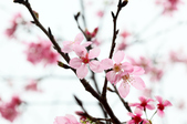 Enlarge photo 124