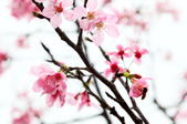 Enlarge photo 125