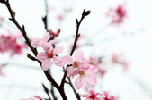 Enlarge photo 126