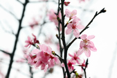Enlarge photo 127