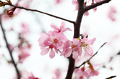 Enlarge photo 128