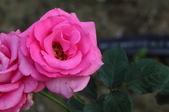 Enlarge photo 17
