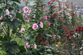 Enlarge photo 28