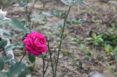 Enlarge photo 31
