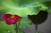 Enlarge photo 30