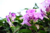 Enlarge photo 33