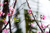 Enlarge photo 34