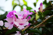 Enlarge photo 38