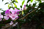 Enlarge photo 39