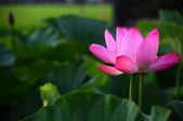 Enlarge photo 41