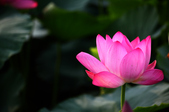 Enlarge photo 43