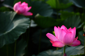 Enlarge photo 44