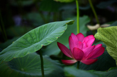 Enlarge photo 45