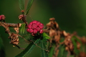Enlarge photo 37