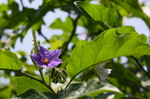 Enlarge photo 39
