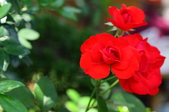 Enlarge photo 42