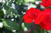 Enlarge photo 43