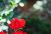 Enlarge photo 44