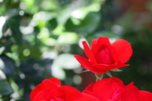 Enlarge photo 45