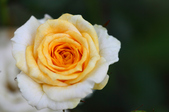 Enlarge photo 46