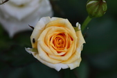 Enlarge photo 48