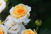 Enlarge photo 49