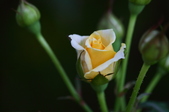 Enlarge photo 50