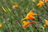 Enlarge photo 52