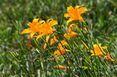 Enlarge photo 57