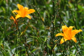 Enlarge photo 59