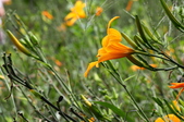 Enlarge photo 63