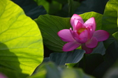 Enlarge photo 15
