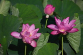 Enlarge photo 34