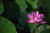 Enlarge photo 35