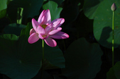 Enlarge photo 36