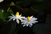 Enlarge photo 37