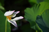 Enlarge photo 38