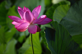 Enlarge photo 41