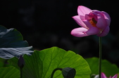 Enlarge photo 44