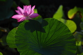 Enlarge photo 46